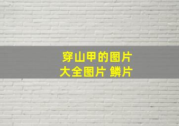 穿山甲的图片大全图片 鳞片